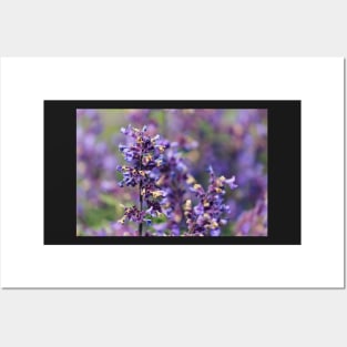 Lavender Flowers Posters and Art